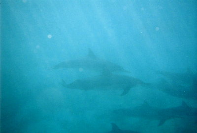 Dolphins2.jpg